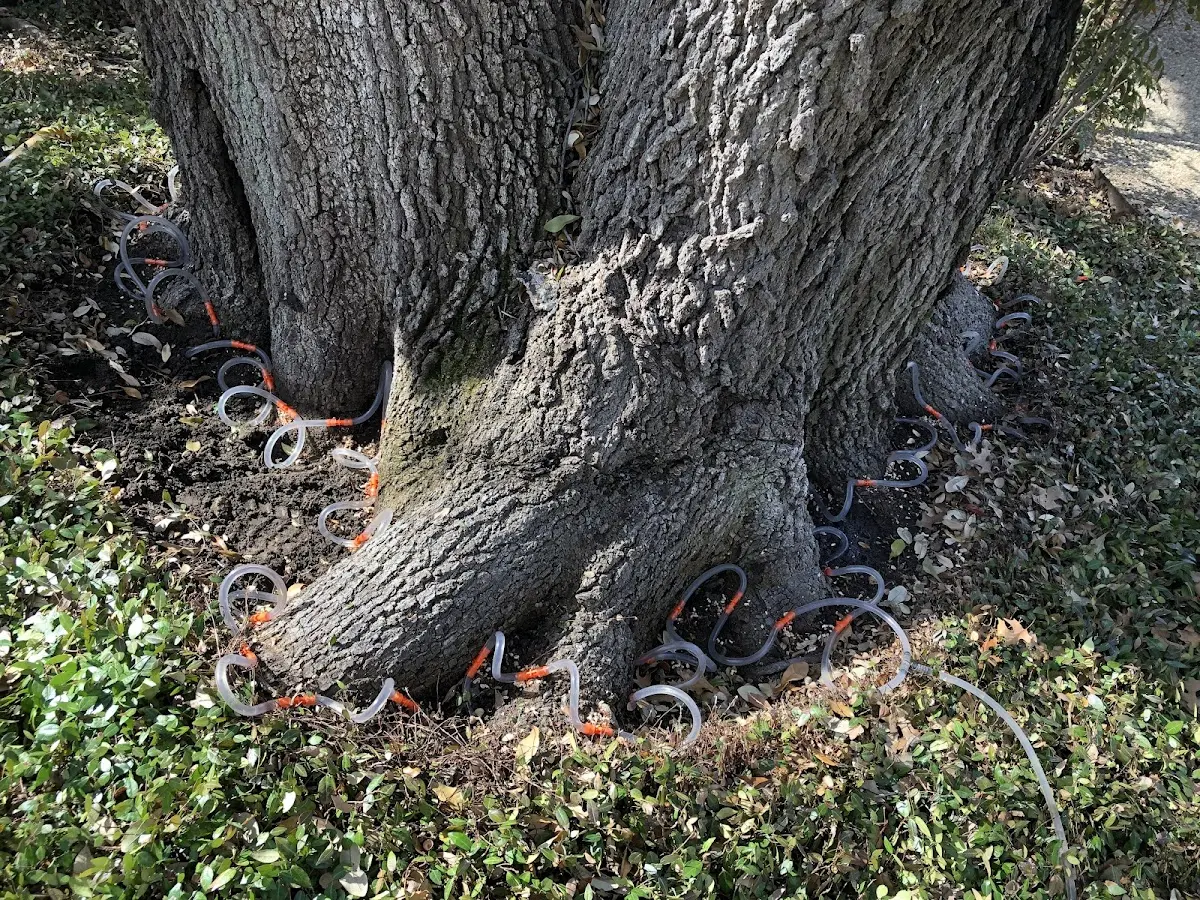 Detailed Tree Cabling and Bracing job site in Evarts