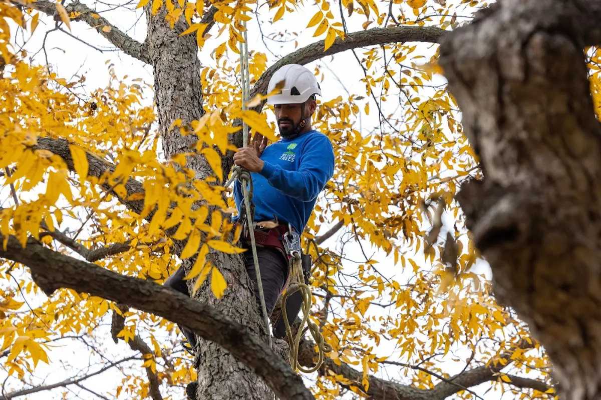 Skilled Emergency Tree Service crew working in Evarts